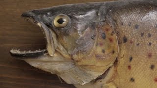 Restoring a Brown Trout skin mount (fish taxidermy restoration)
