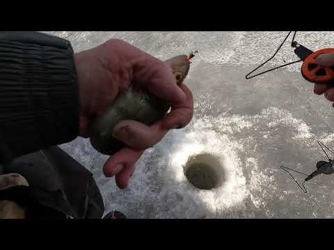 20230214 Ystavanpaivan pilkki 7900g ahventa