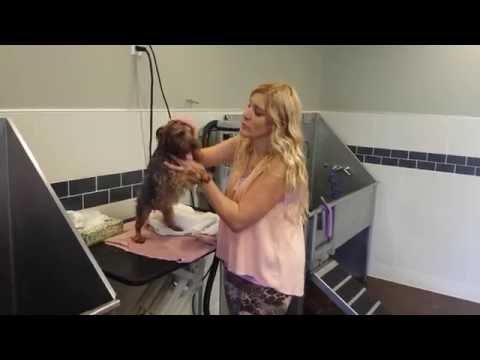 Yorkshire Terrier Bath & Dry at PET WISHES by VERONA