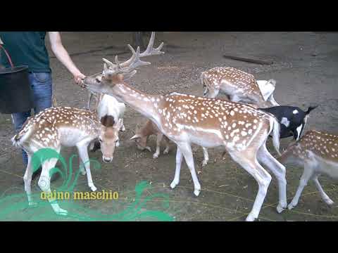 Parco-zoo di Villa Pallavicino - Stresa