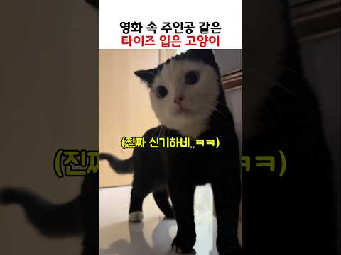 영화 속 주인공 같은 타이즈 입은 고양이