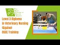 Level 3 Diploma In Veterinary Nursing Equine OSCE Training