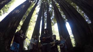 Old Salt Union - Redwood (Live from the Redwood Forest)