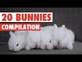 20 Funny Bunnies Pet Video Compilation 2016