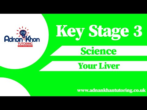 Key Stage 3 Science - Your Liver