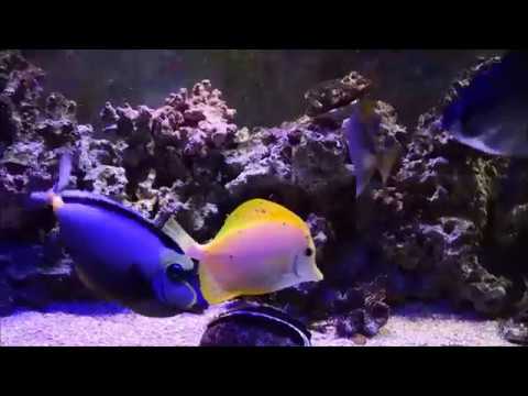 Interactive Video for Cats