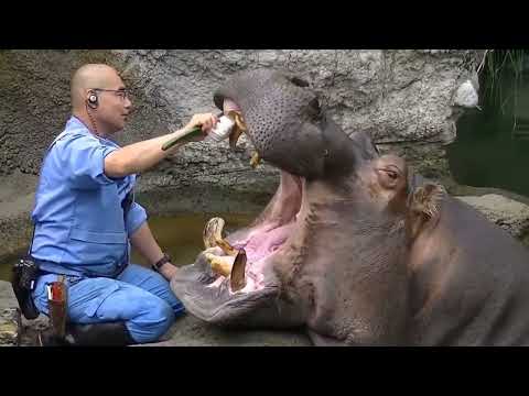 Dental check-up of Hippo in a zoo at Osaka😄 #hippo #japan #osaka