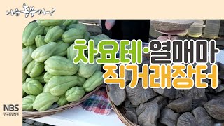[나는농부다214회] 차요테장아찌와 열매마로 금화씨 주말장터 1위!
