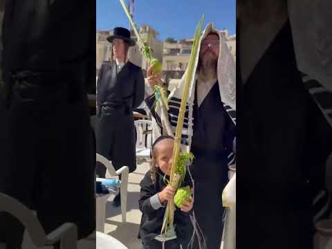 Hasidic Jews with Lulav & Esrog at the Western Wall. Vid: Y. Gray. #israel