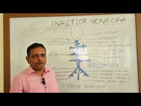 INFERIOR VENA CAVA ANATOMY //ANATOMY  LECTURE  OF  INFERIOR VENA  CAVA