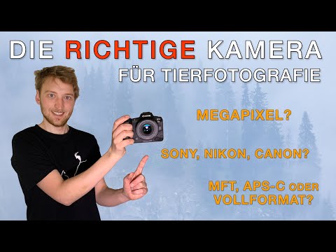 Darauf solltest du beim Kamerakauf achten! Die richtige Kamera für die Vogelfotografie