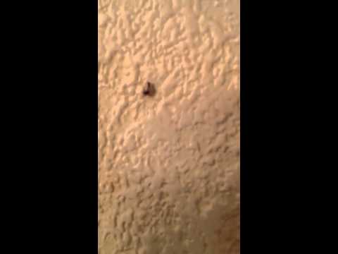 Baby Cockroach Climbing up Wall in Wall Township, NJ