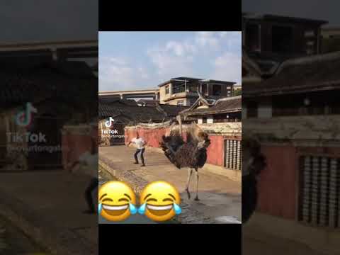 Runnnnn! 😂  #shorts