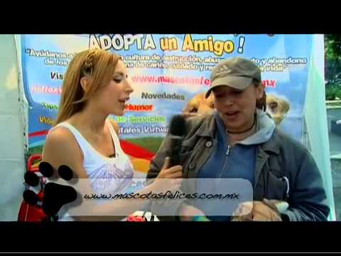 CONTACTO ANIMAL ADOPTA UN PERRO POR UN DIA ok