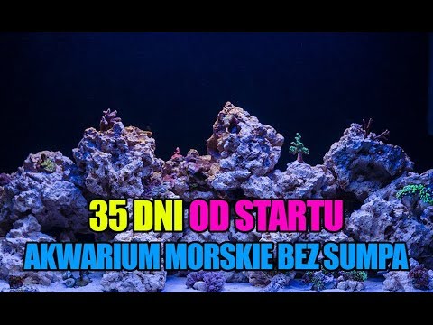 (44) Glossy Reef 200 - 35 dni od startu - Akwarium morskie bez sumpa - Reef aquarium
