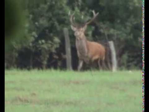 Spannende Frühpirsch und 2 Hirsche liegen!