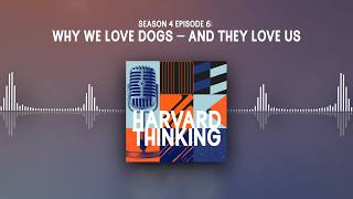 Harvard Thinking: Why we love dogs – and they love us