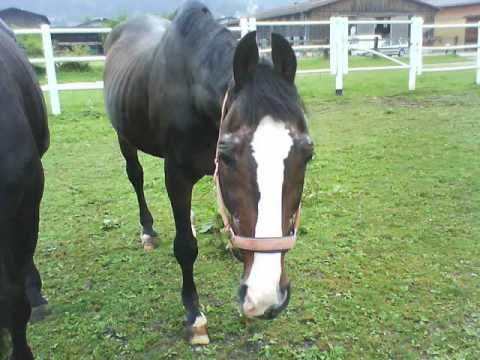 Juwel mein Pferd... Wish you were here...