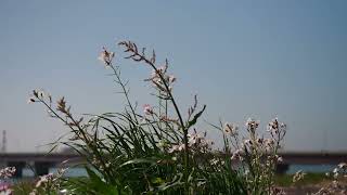 川沿いの草花／flowering plants along the river／f0013