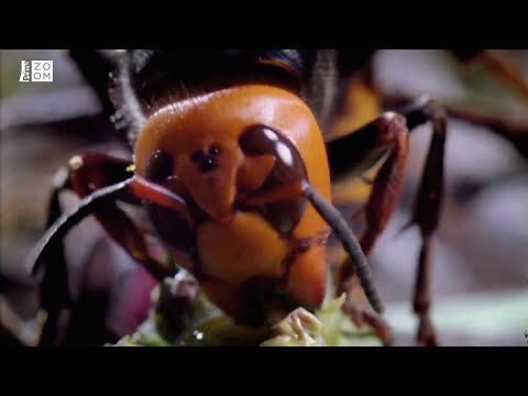 Největší sršeň světa zabije i člověka. Podívejte se, jak agresivně loví