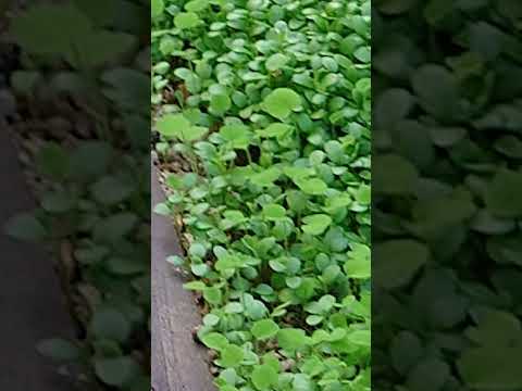 四つ葉のクローバー:幸運のお守りに関する興味深い事実 植物