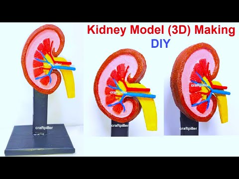 human digestive system working model 3d science project for science exhibition diy howtofunda