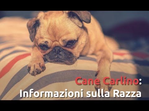 Parassiti facoltativi questo Quando ci sono vermi alla persona
