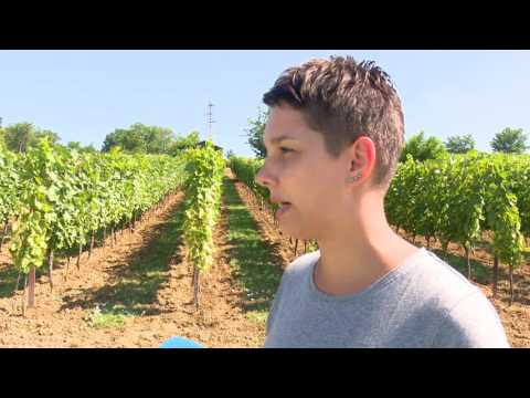 SBTV - DNEVNIK - ZAŠTITA VINOGRADA OD AMERIČKOG CVRČKA I ZLATNE ŽUTICE  - 31.07.2017.