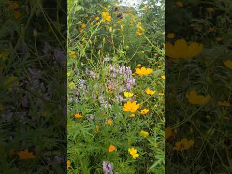 園芸 オレンジ色の燭台月見草、Bulley 月見草