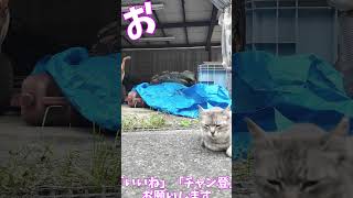 逃げるスタンバイしています　　猫」「CAT & PEACE」 #猫動画 #野良猫 #ネコムート