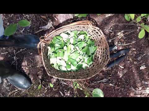 Making Amazonian Mambe