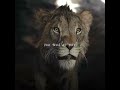 Please Don T Kill Him Mufasa The Lion King Edit