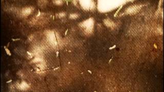 Austra - Shoot the Water