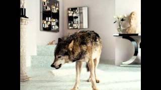 Grinderman  - When My Baby Comes