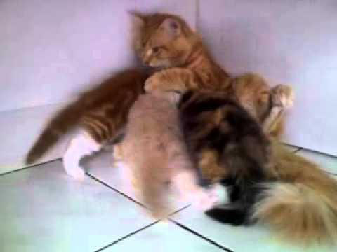 Shiju was feeding the kitten