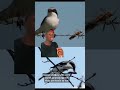 This Cute Little Bird Is A Stone Cold Savage