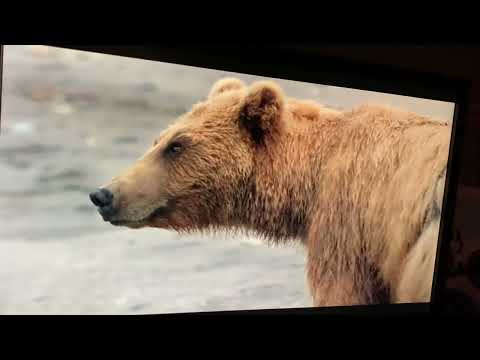 Disneynature bears 2014: sky chasing tikani ￼