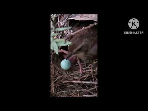 Cuckoo mercilessly pushes other eggs out of the best | #nature #wildlifeanimals