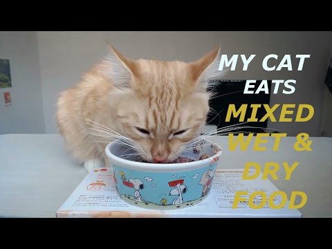 [ASMR] My Cat Eats | Wet & Dry Cat Food