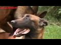WILDLIFE Dogs On Heating Mating Period
