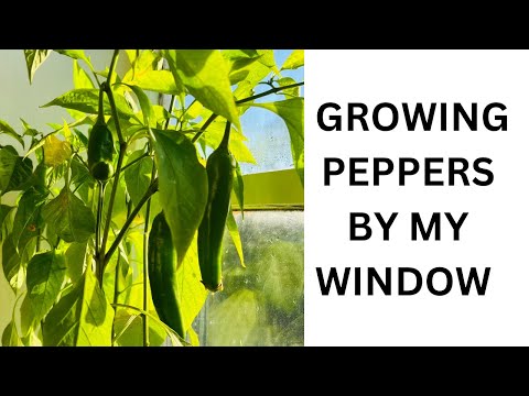 , title : 'HOW I GREW PEPPERS 🫑 BY MY WINDOW #homegarden #gardening #pepper #planting'