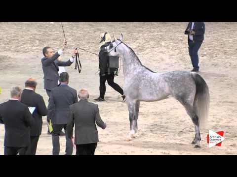 N.60 KLASSICAL DREAM MI - Paris 2015 - 4+ year old mares (Class CM3 A)