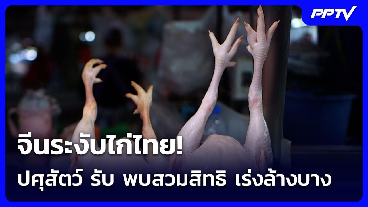 จีนระงับไก่ไทย! ปศุสัตว์ รับ พบสวมสิทธิ เร่งล้างบา