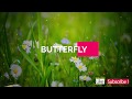 Oh Butterfly Butterfly Yen Virithaai Siragai Tamil Whatsapp Status