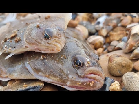 how to catch flat fish sea fishing for plaice dabs and flounders