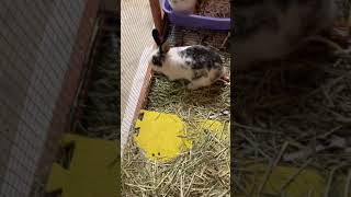 Jersey Wooly Rabbits Videos