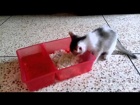 Battery Playing and Eating