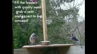 preview picture of video 'Backyard Birding in Sussex County New Jersey by NaturallySussex.com'