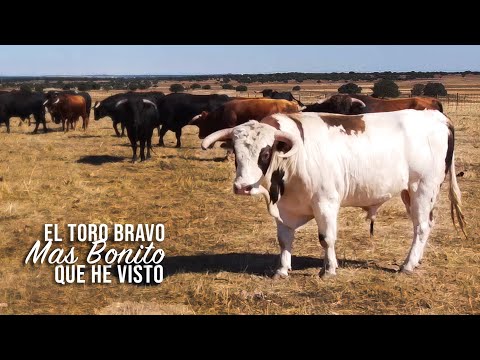El Toro Bravo mas bonito que he visto este año Ganadería de Toros Bravos Antonio Palla 2020