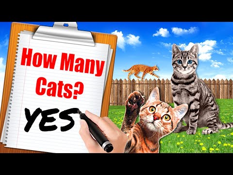 I Opened an Animal Shelter for CATS & Became a CRAZY CAT LADY!